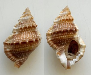 Conchiglia Shell : bursa nana