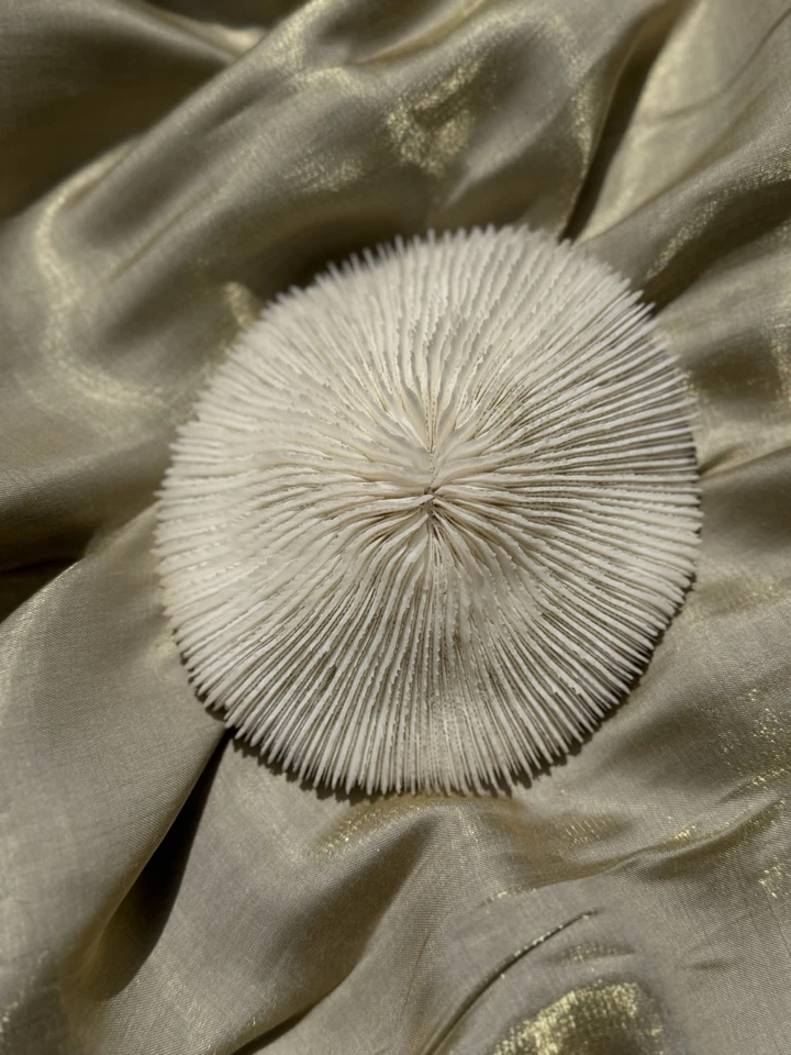 Vintage Natural Coral Display Bleached Specimen Coastal Home Decor Sea Life - Image 2 of 4