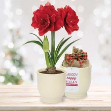 Garden State Bulb Red Double Amaryllis Gift Kit, 26/28cm, Cream Ceramic Planter