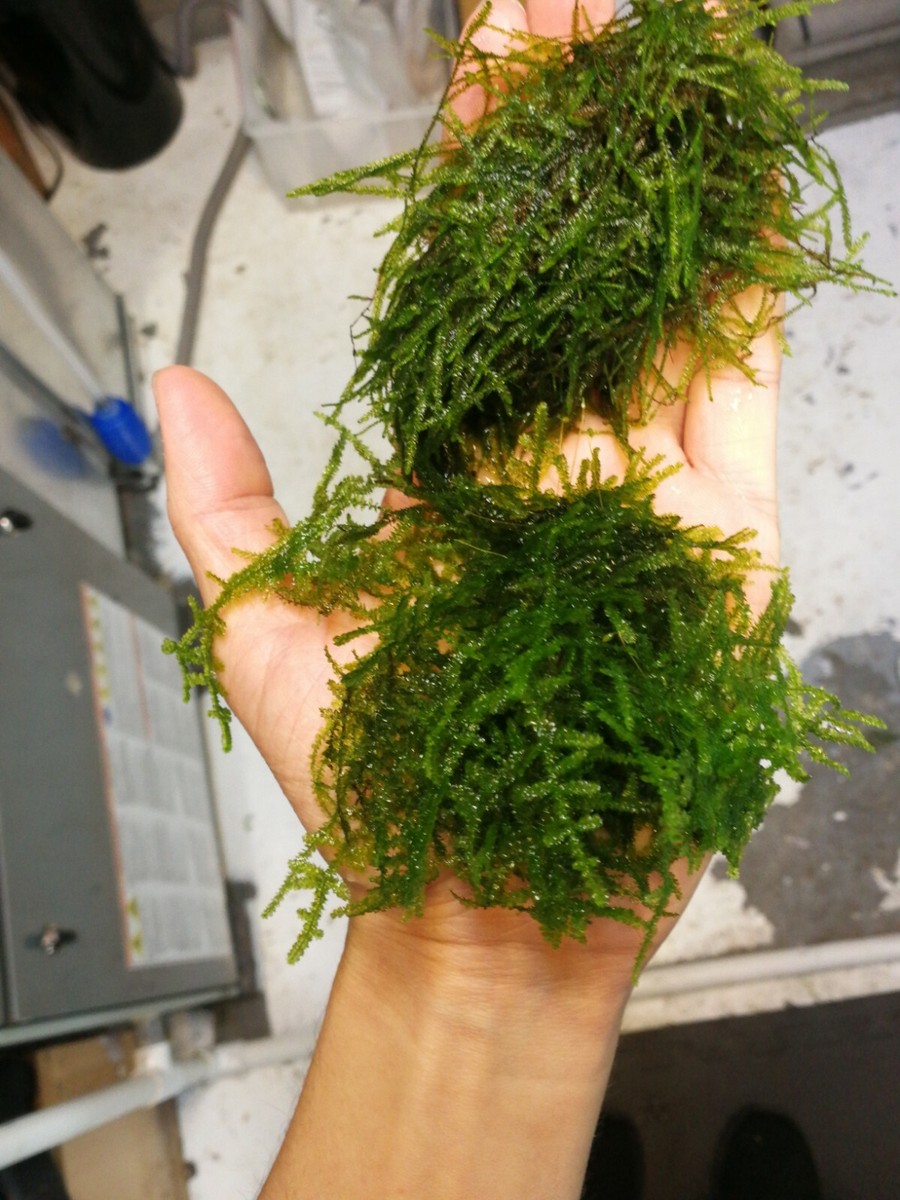 Mini taiwan moss and java moss- long strains, homegrown,ada,WYSIWY
