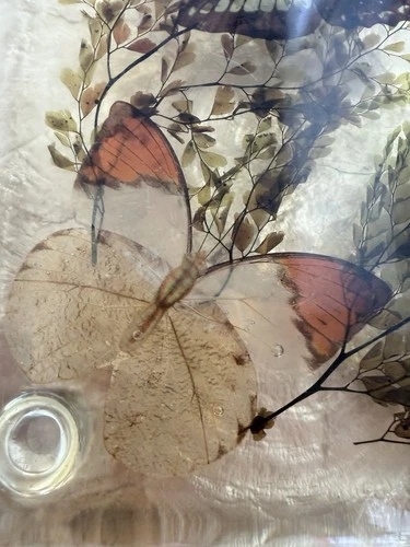 Vintage Lucite Resin Butterfly Fern Specimen Trivet Display 8in MCM Decor image 2