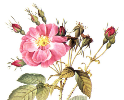 1990 Vintage Print Rose Flower Rosa Tomentosa Floral Roses