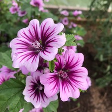 100 Zebra Mallow Seeds White Purple Zebra Striped Malva Sylvestris Medicinal