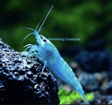 10 2 Blue Jelly Shrimp Freshwater Neocaridina Aquarium Shrimp