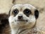 meerkat00