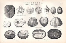 1880 Aufdruck ~Echinoidea~ (Auftrag Exocyclica) Brissus Clypeaster Rotula Etc