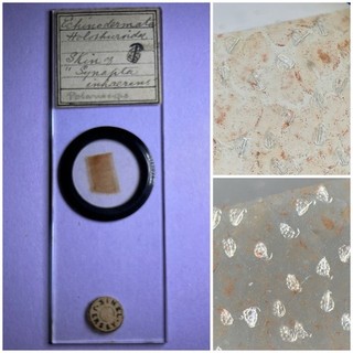 Antique Microscope Slide. Showing Skin Of Synapta. By Sinel.