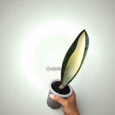 Sansevieria Masoniana Mediopicta Snake Plant