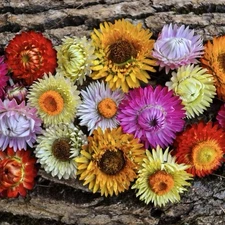 500+ STRAWFLOWER TALL Mixed Seeds - Cut Flowers 36" Tall Non-GMO, Heirloom USA