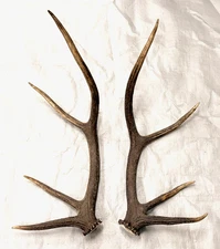 elk antler set crafts antlers carving decor home cabin rustic taxidermy gift