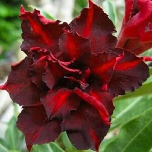 4 Dark Red Desert Rose Seeds Adenium Flowers Flower Perennial 62 US SELLER - Picture 12 of 12
