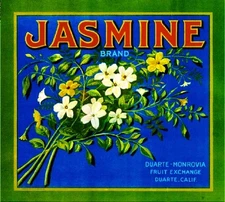 Duarte Monrovia Jasmine Flowers Orange Citrus Fruit Crate Label Art Print