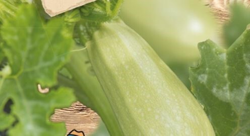 8x Zucchini Grey Griller F1 Alte Sorten Gemüse Garten Pflanzen - Samen K458 - Picture 1 of 5