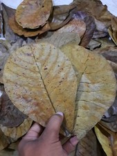 50Pcs Almond Leaves Fish Aquarium Care Catappa Indian Ketapang Leaf Shrimp Betta