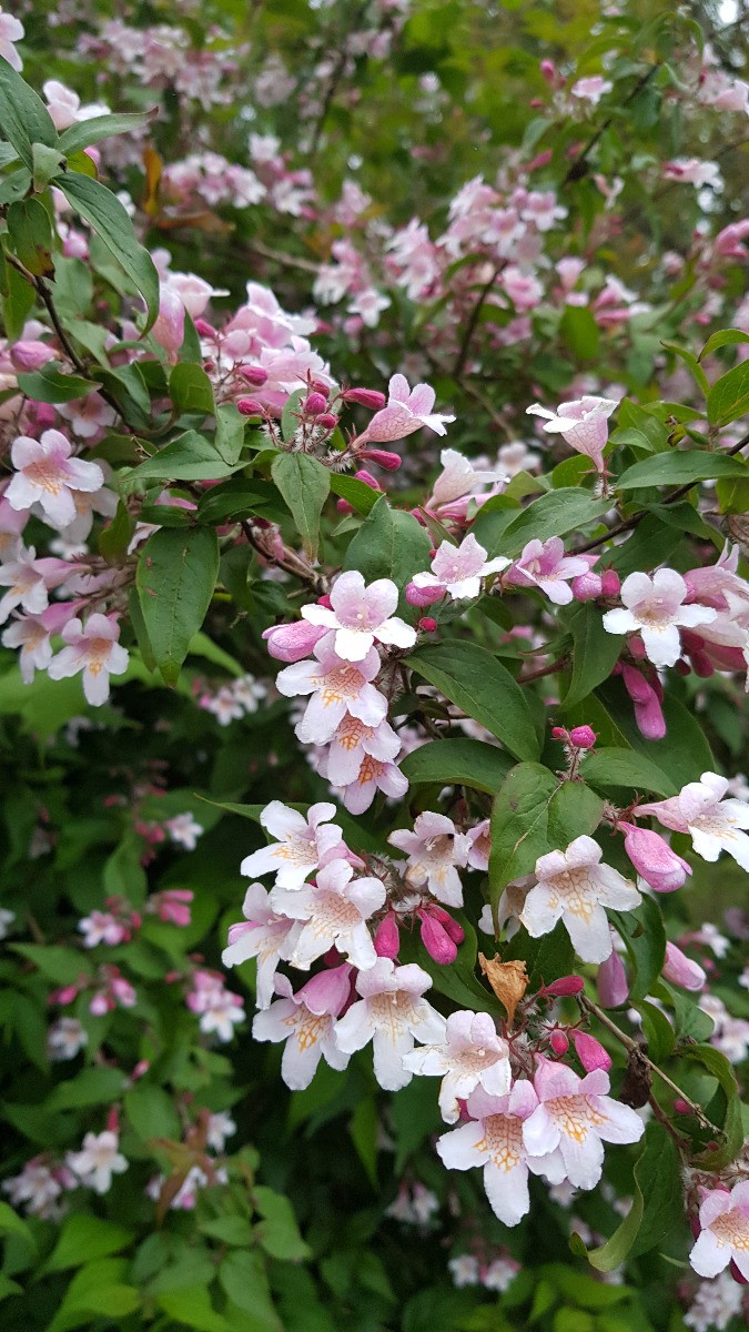 Buisson de Beaute rose Kolkwitzia amabilis arbuste rustique a croissance rapide
