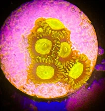 SAF~ “WYSIWYG” King Midas Zoanthid Coral Frag, Palythoa, Paly, Zoa