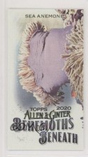 2020 Topps Allen & Ginter's Behemoths Beneath Minis Sea Anemone #MGB-19 uk2