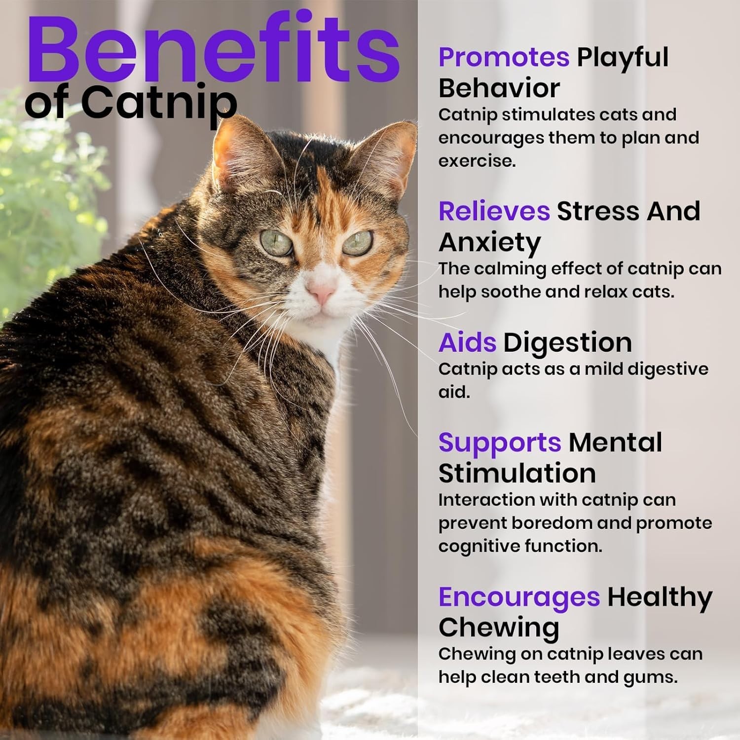 3-Pack Cat Grass Seed Variety Kit - Nourish Your Indoor Cats Naturally