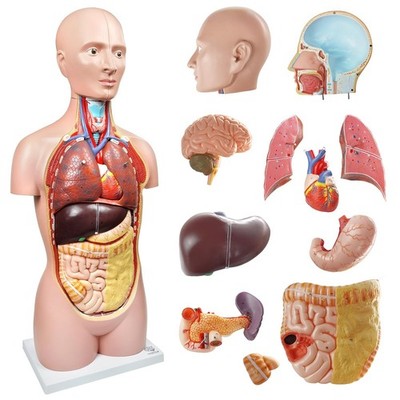 EVOTECH SCIENTIFIC Deluxe Human Body Anatomical Model, 34.5 inch 12 Pcs Remov...