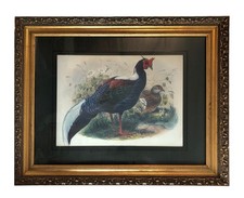 Vintage Framed Matted Print Euplocomus swinhoei Pheasant 37 x 34" Daniel Giraud