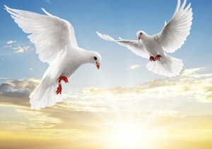 Détails Sur Stickers Autocollant Poster A4 Animaux Sauvage Les Oiseaux Les Colombes