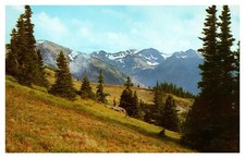 WA Washington Mountains from a Meadow Olympic National Park Chrome Postcard