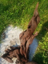 RACINE pour AQUARIUM couleur