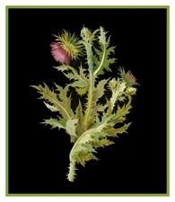 Nodding Thistle Plant Flowers inspired Mary Delany Counted Cross Stitch Pattern