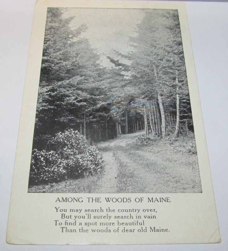 Vintage Postcard Among the Woods of Maine 1931 Roadway Pathway Road Path Trees