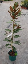 Magnolia grandiflora ALTA® 'Tmgh' / Magnolia d'été ALTA® / Conteneur de 2 à 2...