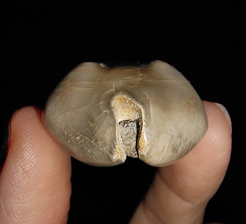 SALE! SEASHELL COWRIE FOSSIL, BARYCYPRAEA QUADRINODOSA FROM JAVA INDONESIA, 34MM - Picture 5 of 7