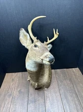 Nice 6 Point Whitetail Deer Buck Shoulder Mount Taxidermy
