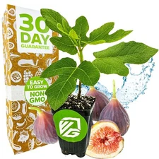 Chicago Hardy Fig Tree - Ficus carica - Live Plant