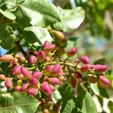 Piante di Pistacchio Femmina albero vero frutta da mangiare in vaso da esterno