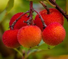 Arbutus unedo - Strawberry tree | Killarney strawberry tree