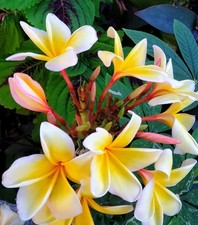 3 Plumeria Seedlings/ 5 Inches/ Rooted/ Grown in organic soil.