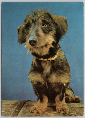 Dog Teckel Animal Vintage Postcard