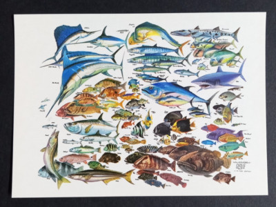 101 Fish of the South Atlantic Postcard Russ Smiley UNP Snook Mahi Sailfish