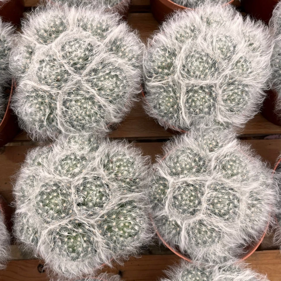 5'' Cactus Snowfield Gaosha, Live Cactus Plants,Rare Plants - Image 3 of 4