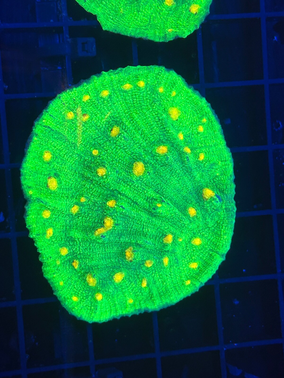 ENCRUSTER FRAG CORAL PACK WYSIWYG MULTIPLE PIECES LIVE CORAL eBay