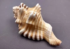 Perry's Triton Seashell Cymatium Peryii (1 shell approx. 3+ inches)