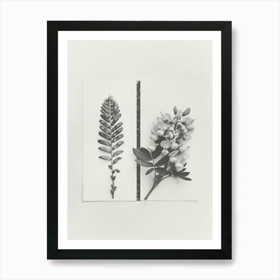 Glyzinie Blume Foto Collage 2 Kunst gerahmt Wandbild Poster Leinwanddruck Bild