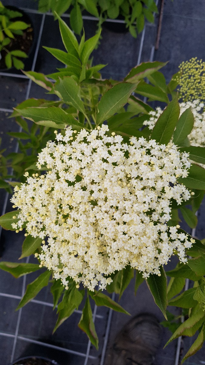 Sureau noir Sampo Sambucus nigra arbuste rustique à rendement élevé en baies