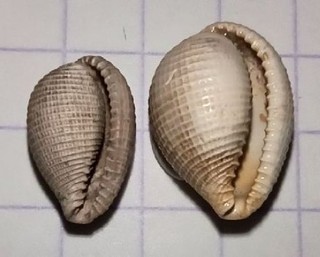 DEUX ELEGANS BARTONIEN 9 5 et 11 5 mm