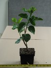 CARIBBEAN CUPID'S ARROW Tropical Hibiscus -- Plant in 4.5" pot — photo 2