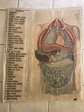 Original vintage medical pull down school chart of viscera, stomach