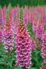 Digitalis purpurea ,Foxglove purple, 1000 seёds, Medicinal Herb,organic, ##57