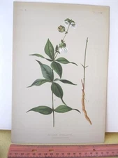 Vintage Print,CAMPION,Prang,Native Flowers+Ferns,Meehan,1879