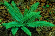 2 Christmas Ferns Polystichum Arostichoid Shade Garden Plant Whole Plant