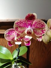 Phalaenopsis OX Bravo